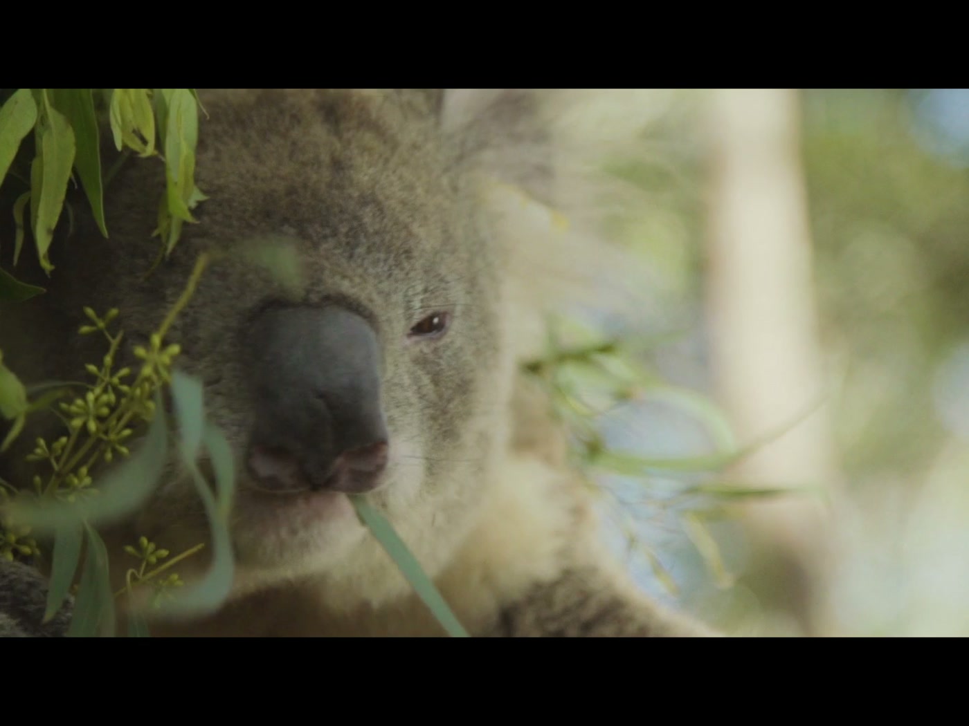 Koala work