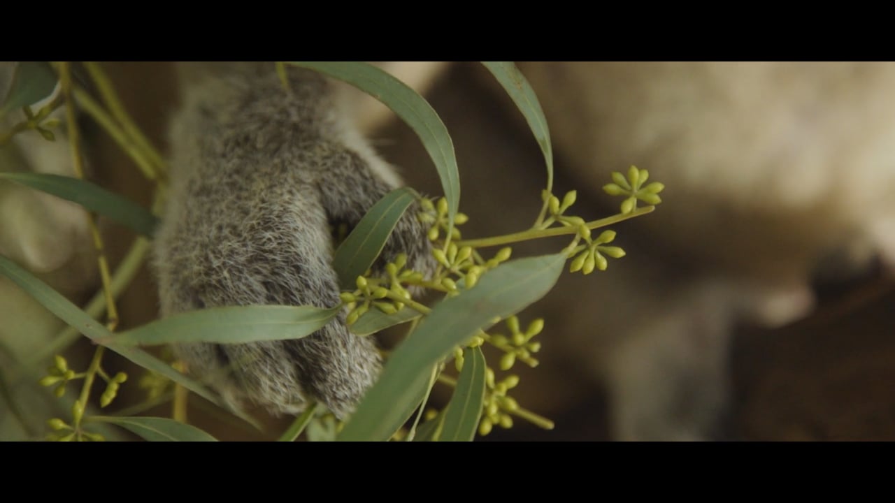 Koala video thumbnail